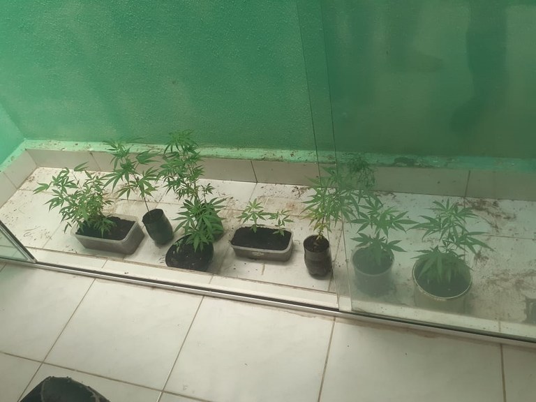 Polícia Civil prende homem que cultivava maconha em casa